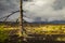 Lifeless trees in the Dead Forest