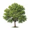 Lifelike Illustration Of A Green Tree With Hyper-detailed Shading