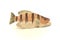 Lifelike model of a little wooden fish. Home and office decoration Toy.