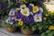 Lifelike photograph of Pansy flowers in a garden home nature\\\'s beauty captured generated by Ai