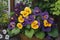 Lifelike photograph of Pansy flowers in a garden home nature\\\'s beauty captured generated by Ai