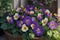 Lifelike photograph of Pansy flowers in a garden home nature\\\'s beauty captured generated by Ai