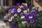 Lifelike photograph of Pansy flowers in a garden home nature\\\'s beauty captured generated by Ai