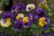 Lifelike photograph of Pansy flowers in a garden home nature\\\'s beauty captured generated by Ai