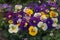 Lifelike photograph of Pansy flowers in a garden home nature\\\'s beauty captured generated by Ai