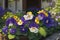 Lifelike photograph of Pansy flowers in a garden home nature\\\'s beauty captured generated by Ai