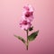 Lifelike Pink Hollyhock Flower On Solid Background