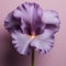 Lifelike Purple Iris Flower Sculpture On Pink Background