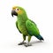 Lifelike Renderings Of A Green Parrot In Cinema4d