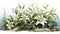 Lifelike White Lily Landscape Illustration With Elaborate Borders