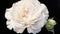 Lifelike White Rose Painting On Black Background - Edwardian Beauty