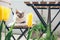Lifestyle photo of a beautiful green balcony and littlest cute Devon Rex cat sleeping on a wooden chair of outdoor furniture.