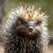 lifestyle photo closeup of porcupine loking at camera - AI MidJourney