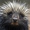 lifestyle photo closeup of porcupine loking at camera - AI MidJourney