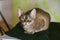 Lifestyle photo of purebred Devon Rex tabby color cat.