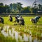 lifestyle photo rice field with many workers harvesting rice