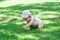 Lifestyle portrait of little baby girl in white clothing and panama. Child tries to crawl on grass in park on a sunny summer day