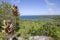 Lifou landscape