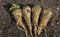 Lifted Parsnip roots