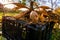 Lifted and washed dahlia tubers drying in afternoon autumn sun before storage for winter. Autumn gardening jobs.