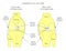 Ligaments of the knee_Anatomy