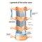 Ligaments of the lumbar spine. Ligamenta flava yellow ligament