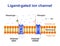 Ligand-gated ion channel