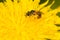 Ligated Furrow Bee - Halictus ligatus