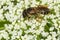 Ligated Furrow Bee - Halictus ligatus