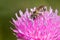 Ligated Furrow Bee - Halictus ligatus