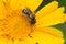 Ligated Furrow Bee - Halictus ligatus