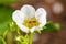 Ligated Furrow bee pollinating strawberry plant flower.