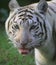 Liger female face. aka White tiger