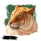 Liger hybrid offspring of lion and tiger, watercolor portrait closeup. Animal digital art illustration. Fauna of India, member of