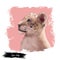 Liger hybrid offspring of lion and tiger, watercolor portrait closeup. Animal digital art illustration. Fauna of India, member of
