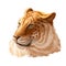 Liger hybrid offspring of lion and tiger, watercolor portrait closeup. Animal digital art illustration. Fauna of India, member of