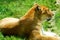 A liger lying on the grass and resting