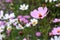 Light airy pink flower on a flower garden background, close-up, side view