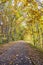 Light autumn alley with young trees with yellowed and partially fallen leaves beckons travelers to an unknown lyrical adventure