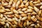 Light barley malt grains for beer production.