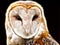 Light Barn Owl