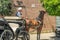 A light-bay harnessed horse relaxing and biting leaves from an orange tree in a street in Jerez de la Frontera, Andalusia, Spain,