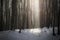 Light beam in cold forest with snow