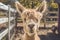 Light beige alpaca head shot in pen vintage setting