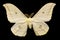 Light beige butterfly isolated on black