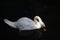 LIGHT ON BENT NECK OF WHITE SWAN ON DARK POND