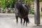 Light black shetland pony, beautiful small horse