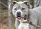 Light blue brindle Pitbull American Bulldog dog outside on leash