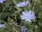 Light blue cichorium flower on the meadow