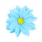 Light blue daisy, chamomile or chrysanthemum macro photo isolated on white background